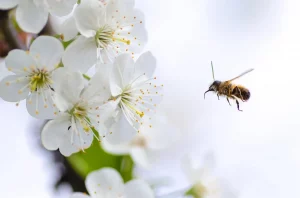 Fleißige Biene fliegt auf Blume zu