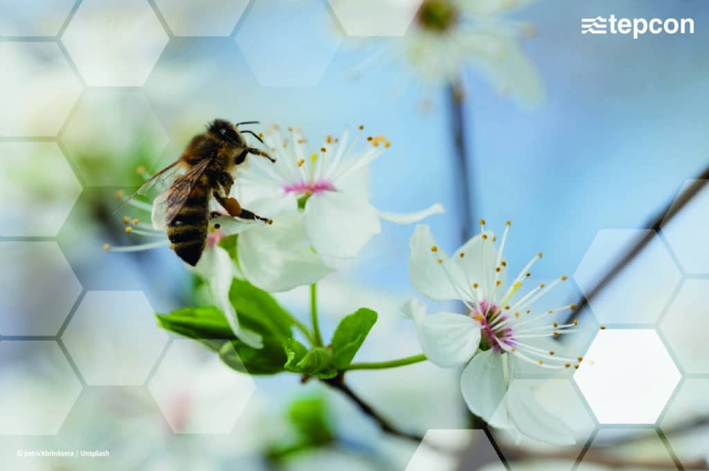 Biene sitzt auf Blüte