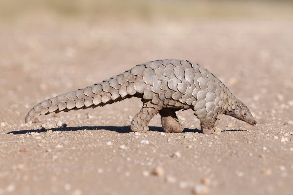 Pangolin