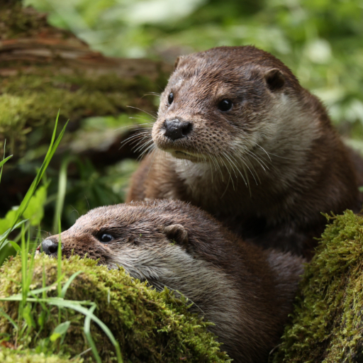 Release: 2026.1 – Otter
