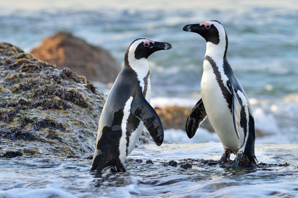 brillenpinguin 1024x768 11-Brillenpinguin